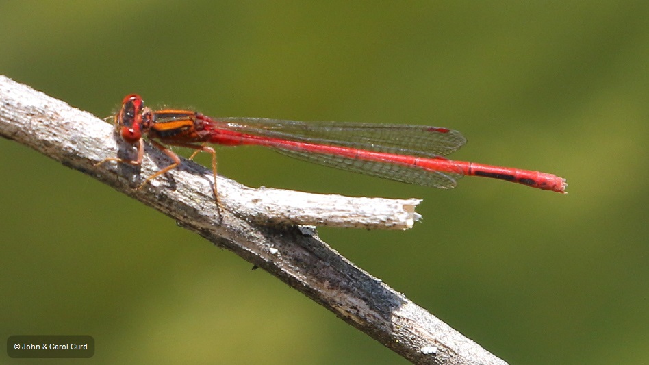 J17_4473 Xanthocnemis zealandica male.JPG